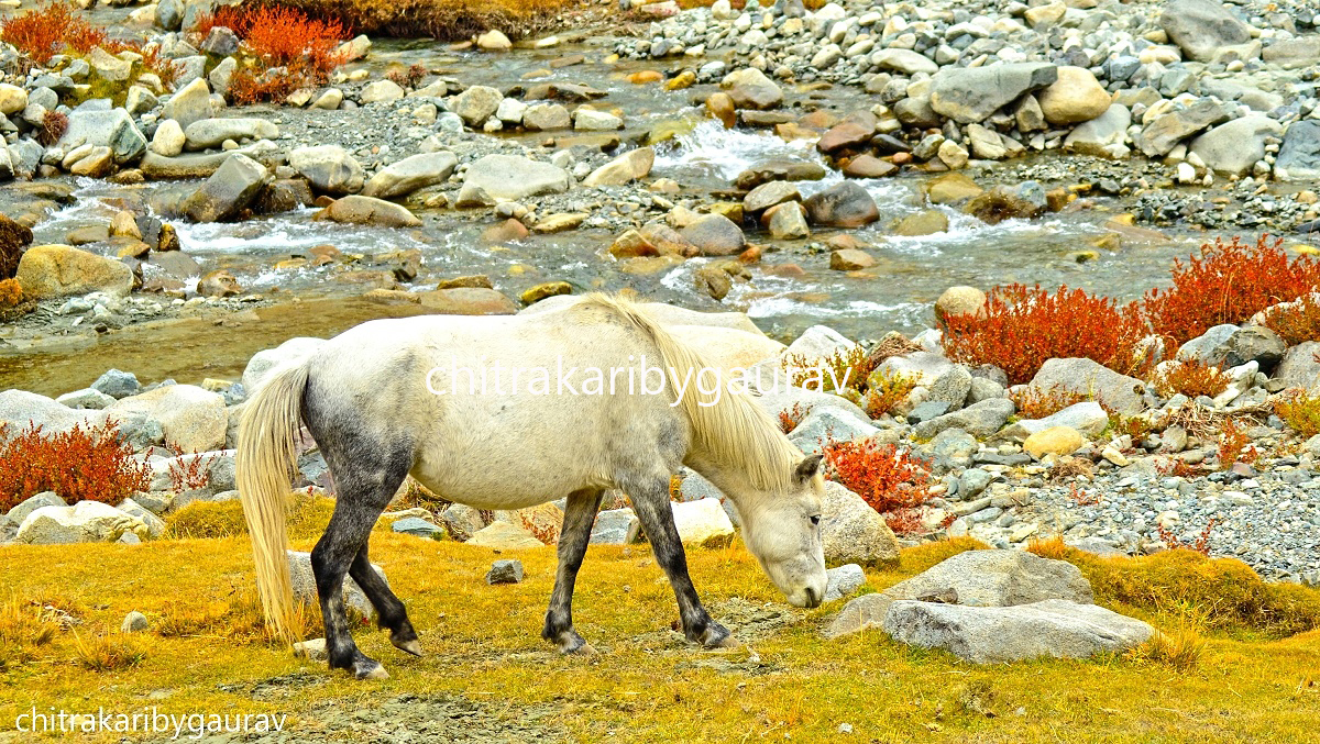 A white  mountain horse in Leh,india